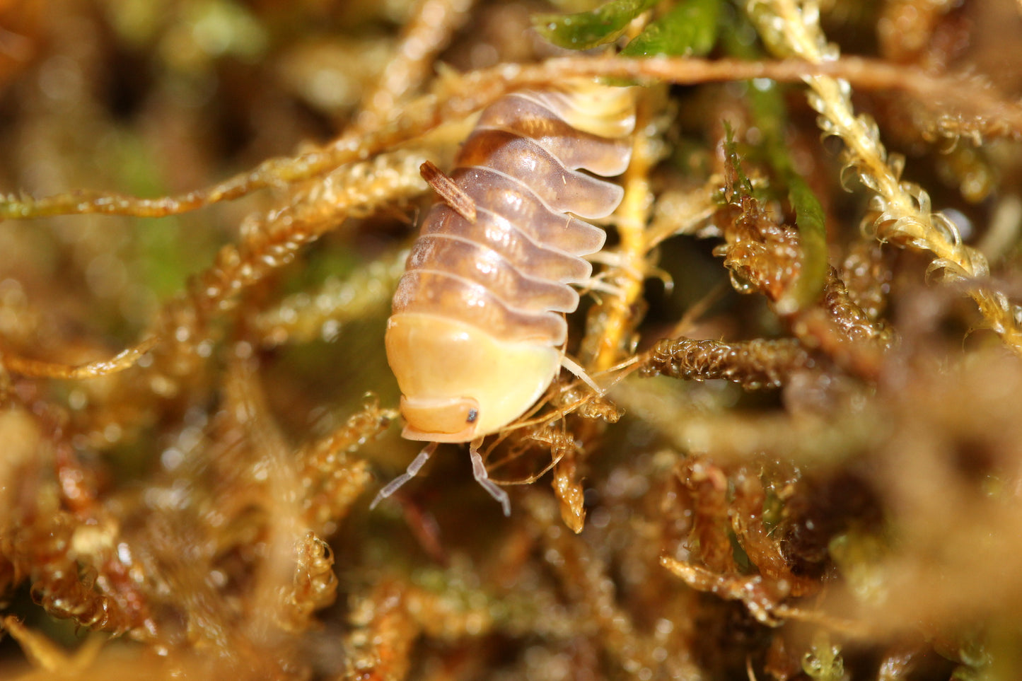 Cubaris sp "Rubber Ducky"