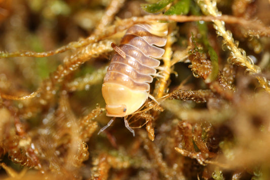 Cubaris sp "Rubber Ducky"