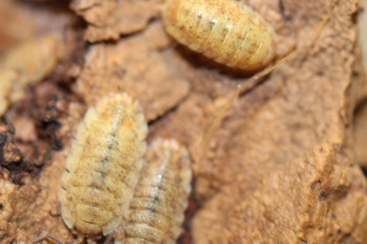 Porcellio Scaber "Orins Calico"