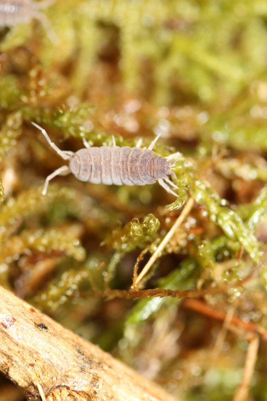 Porcellionides pruinosus "Powder Blue"