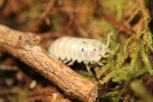 Armadillidium Vulgare " Japanese Magic Potion"