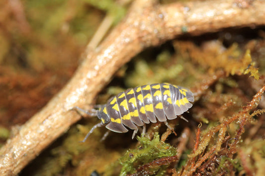 Armadillidium Gestroi