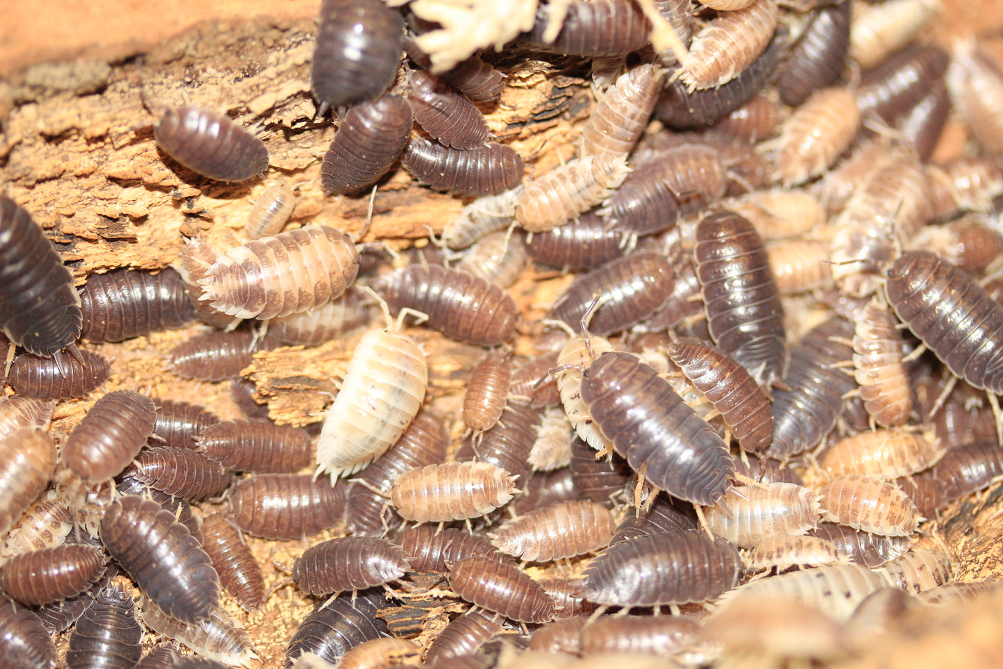 Porcellio laevis "Milk Back"