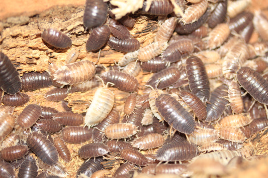 Porcellio laevis "Milk Back"
