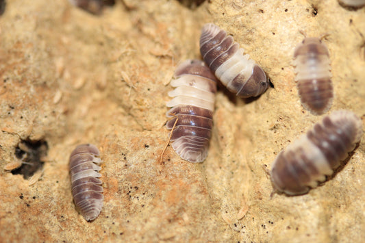 Cubaris sp "Penguin"