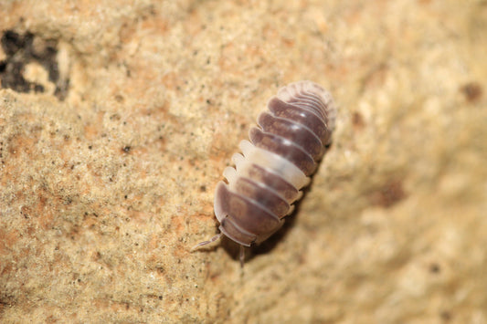 Cubaris sp "Panda King"