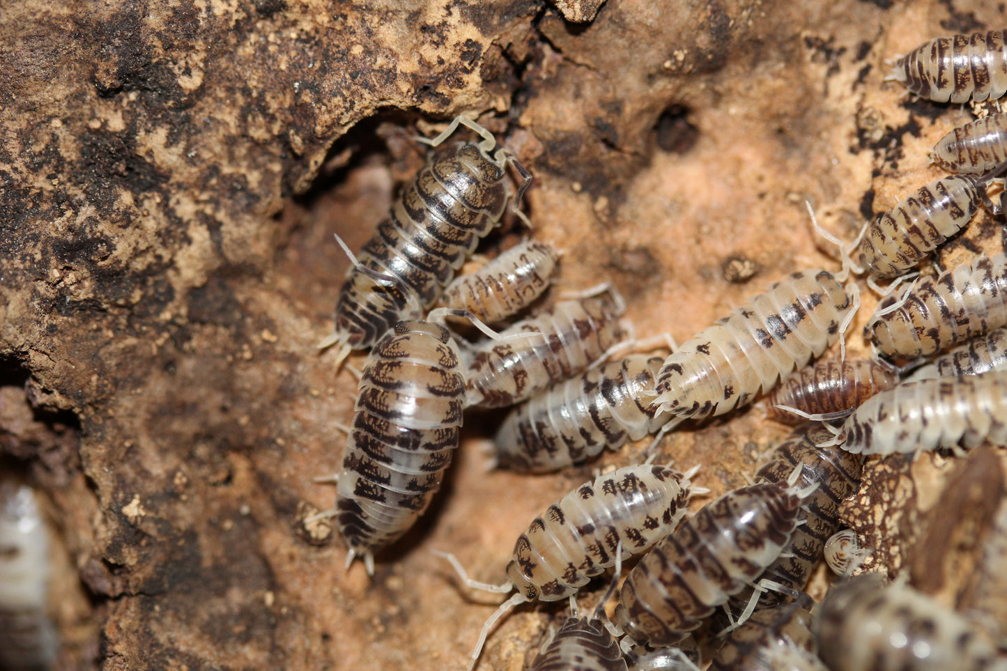 Cylisticus convexus "Ukraine Pied"