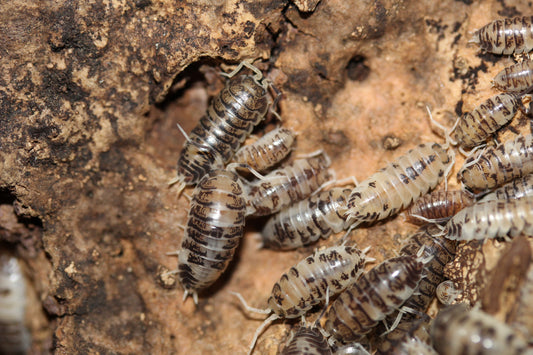 Cylisticus convexus "Ukraine Pied"