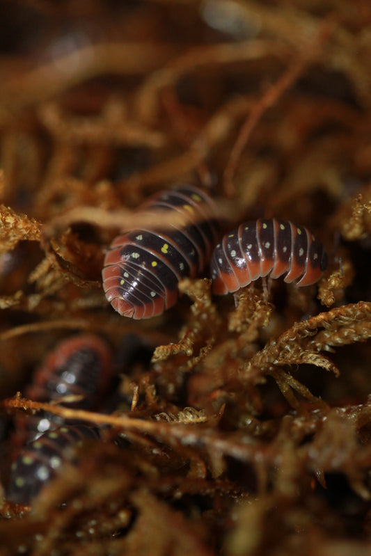 Armadillidium klugii "Montenegro"