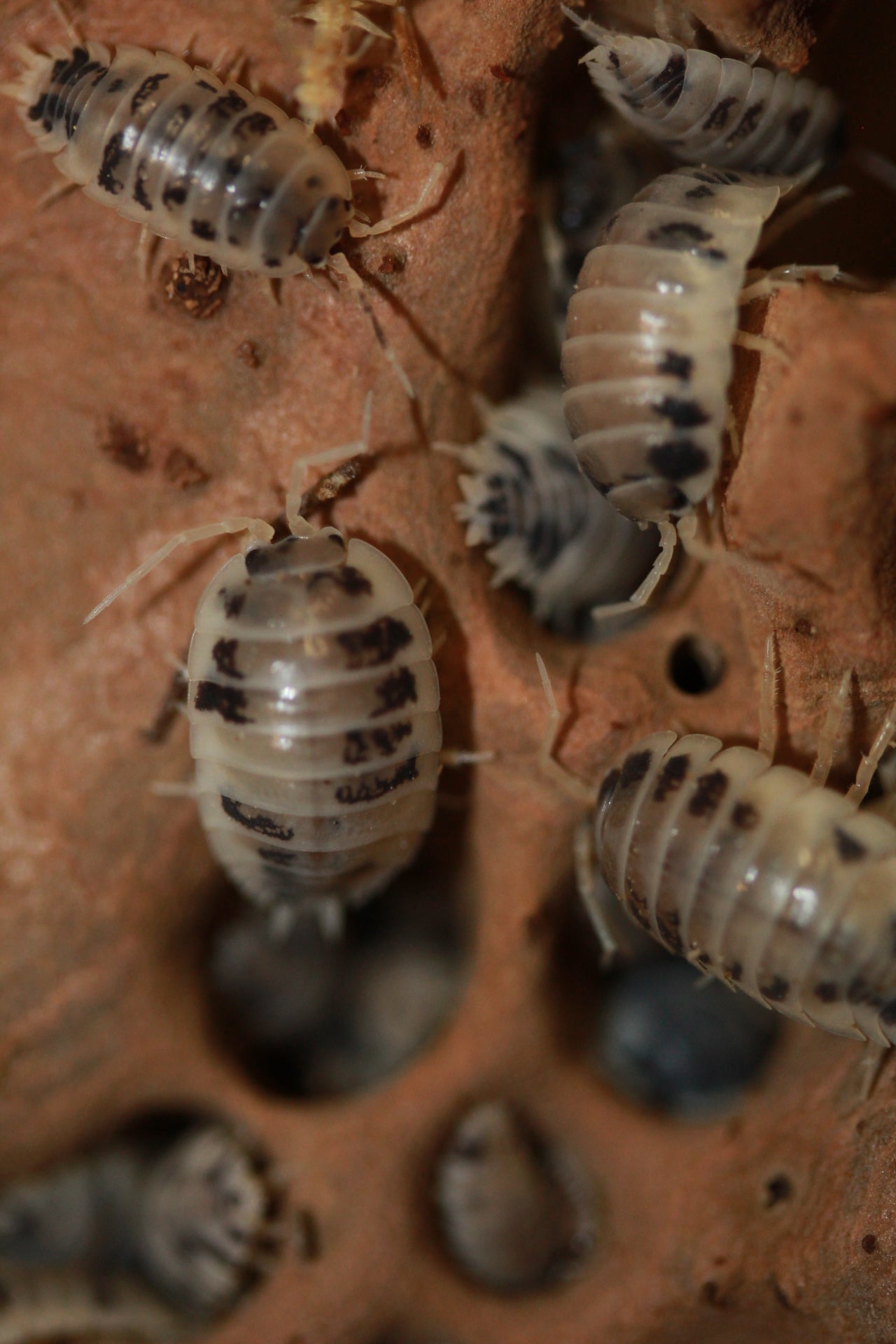 Porcellio laevis "Dairy Cow"