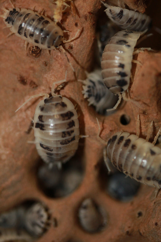 Porcellio laevis "Dairy Cow"