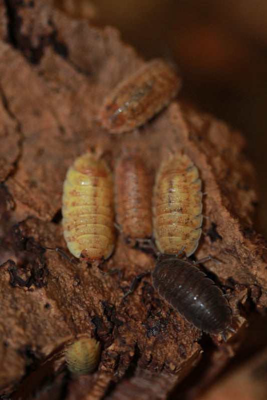 Porcellio scaber "Lemonade"