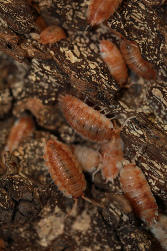 Porcellio scaber 'Orange Koi'