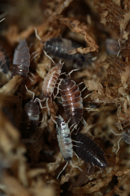 Porcellionides pruinosus "Oreo Crumble"