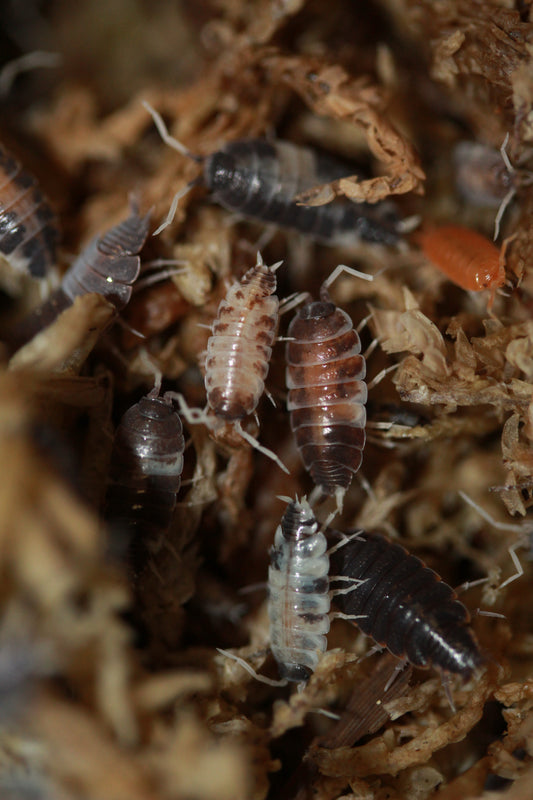 Porcellionides pruinosus "Party Mix"